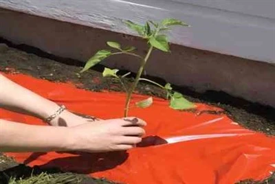 Мульчуюча плівка Red Heat Conservation